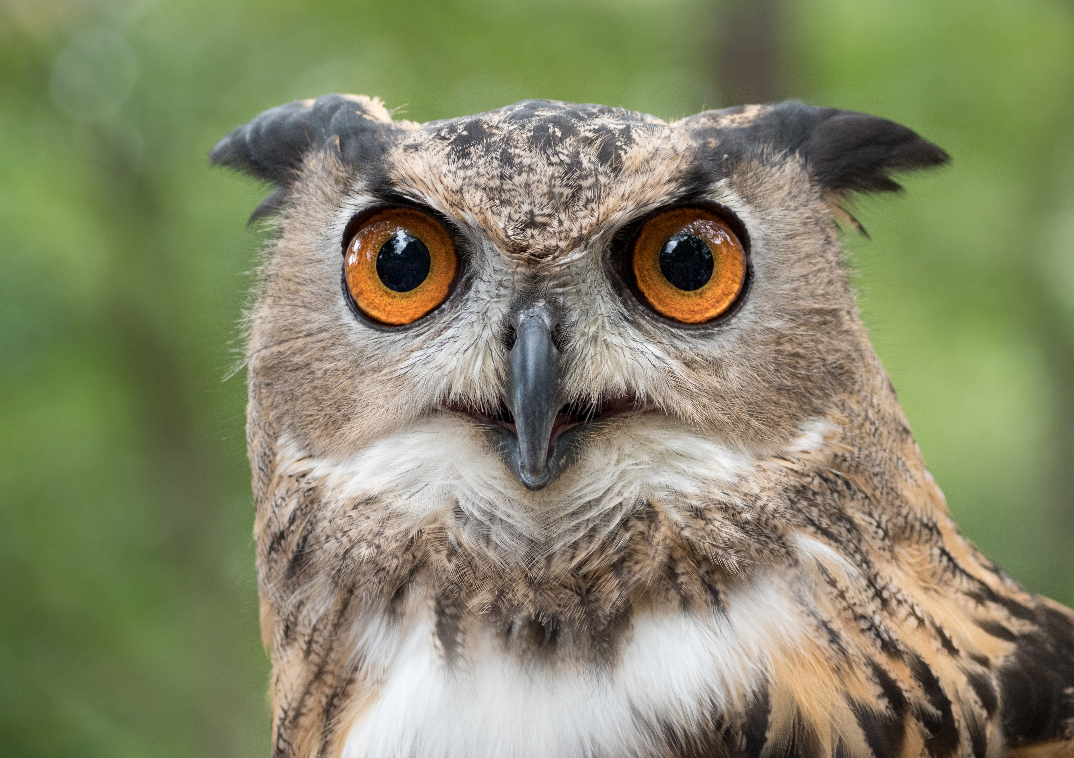 Eurasian Eagle Owl common license wikimedia