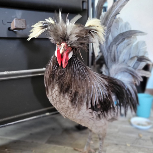 Harry the Polish Rooster