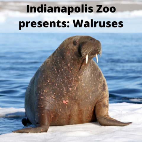 Walruses