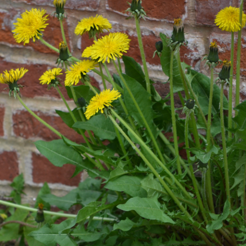 Dandelions