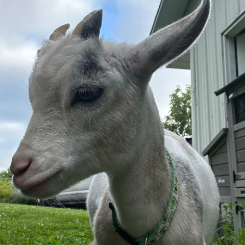 Dwarf Goat