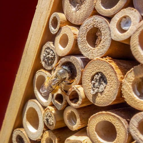 honeybee hotel